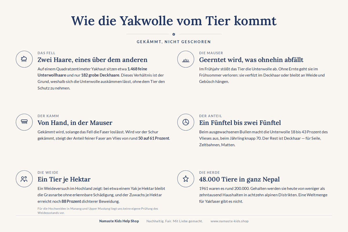 Infografik: Wie die Yakwolle vom Tier kommt — Haardichte, Mauser, Kämmen, Unterwollanteil, Weide, Herdengröße in Nepal