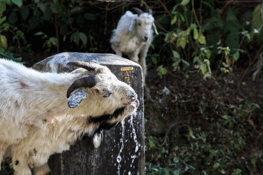 Eine langhaarige weiße Ziege trinkt an einem Brunnen in den Bergen Nepals